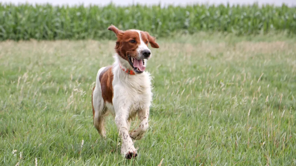 Irish Red and White Setter